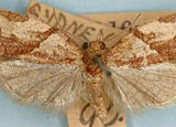 light brown apple moth